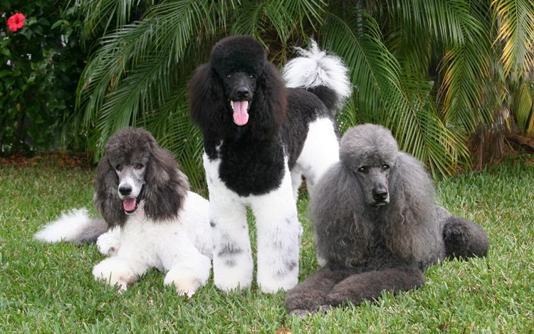 Королевский пудель серый