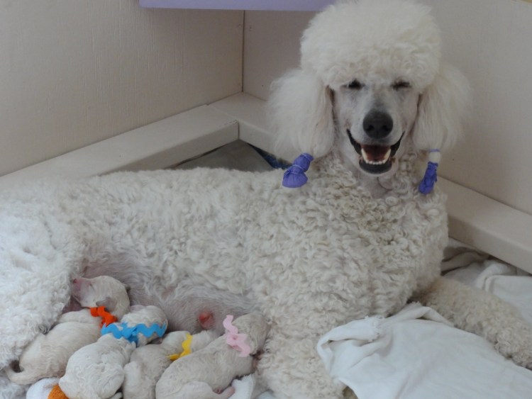 Карликовый Королевский пудель