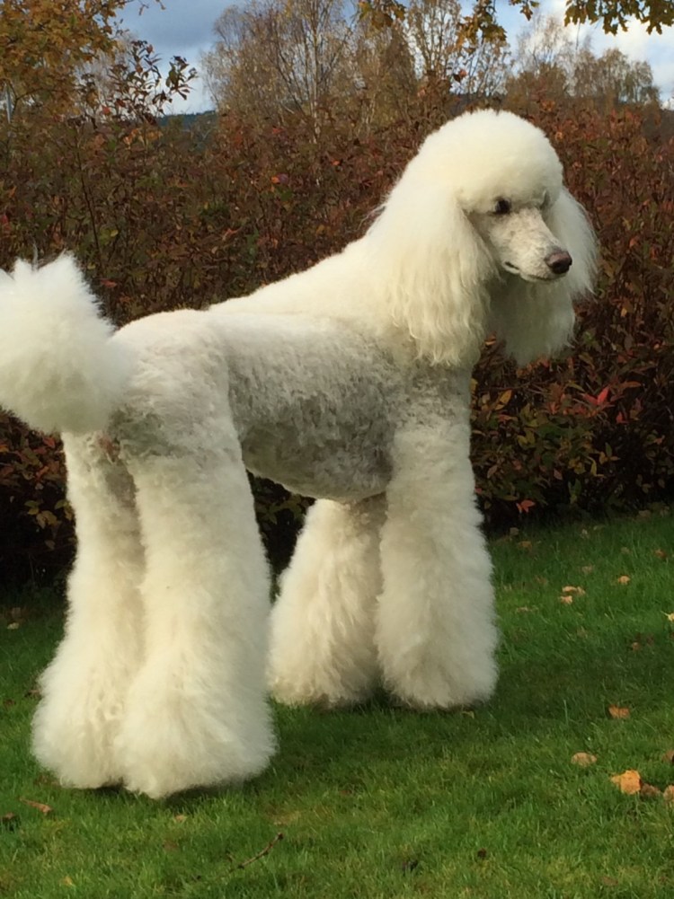 Смесь пудель Королевский