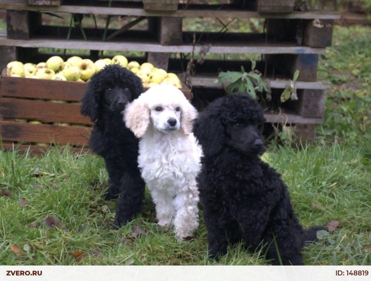 Карликовый Королевский пудель