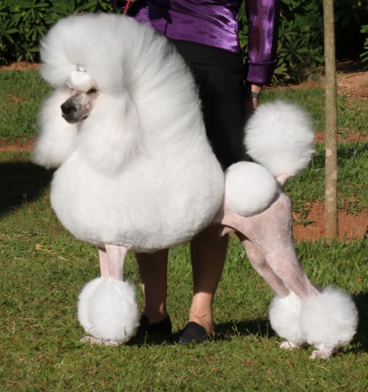 Карликовый Королевский пудель