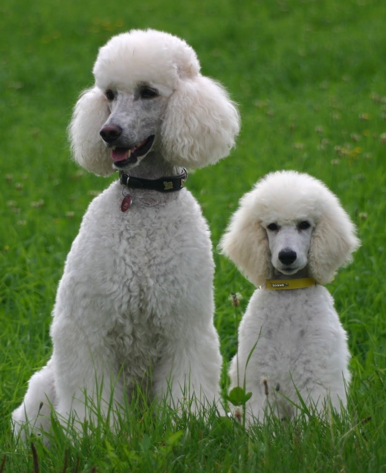 Порода Королевский пудель