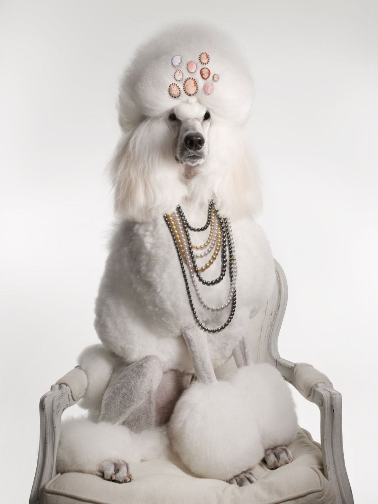 Элегантная собака