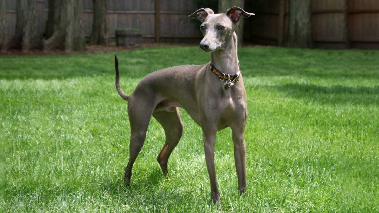 Итальянская гончая Левретка