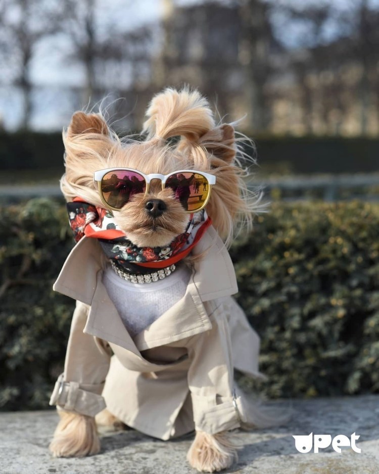 Модные собаки