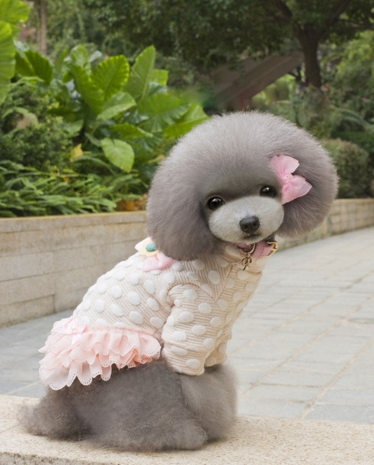 Дизайнерские собаки