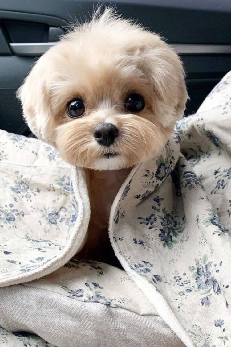 Породы маленьких собак