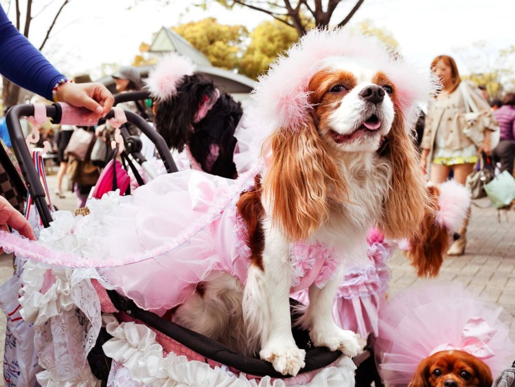 Наряженная собачка