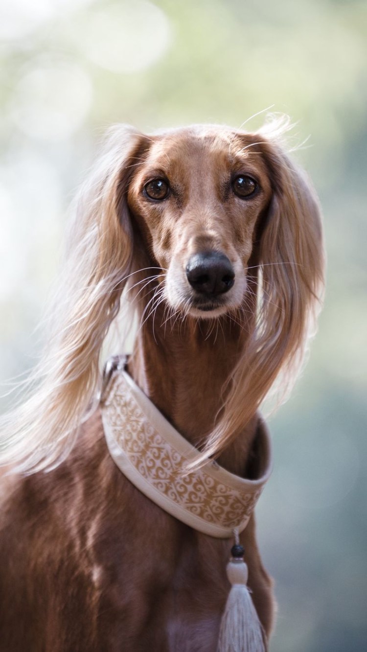 Афганская борзая и салюки