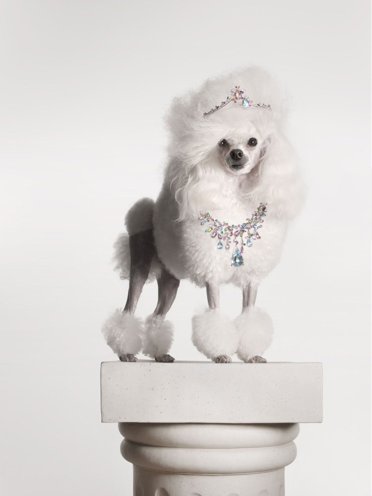 Пудель девочка