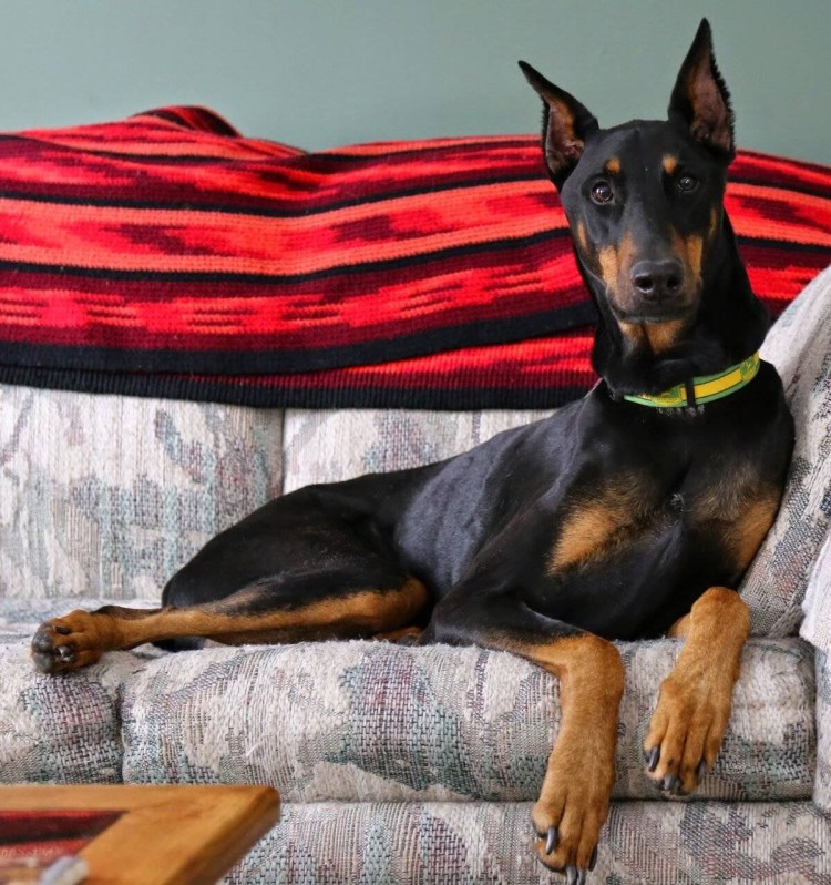 Порода собак Доберман