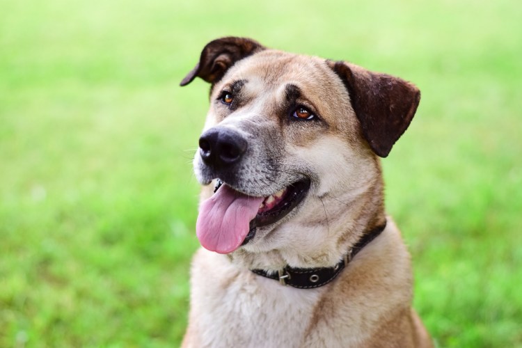 Собака Донни