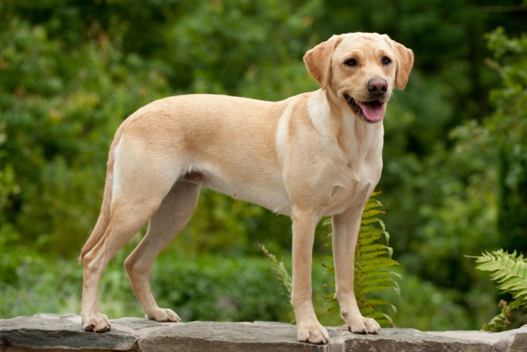 Лабрадор ретривер