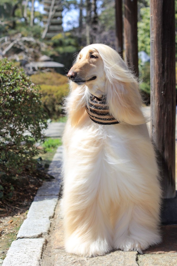 Афганская борзая