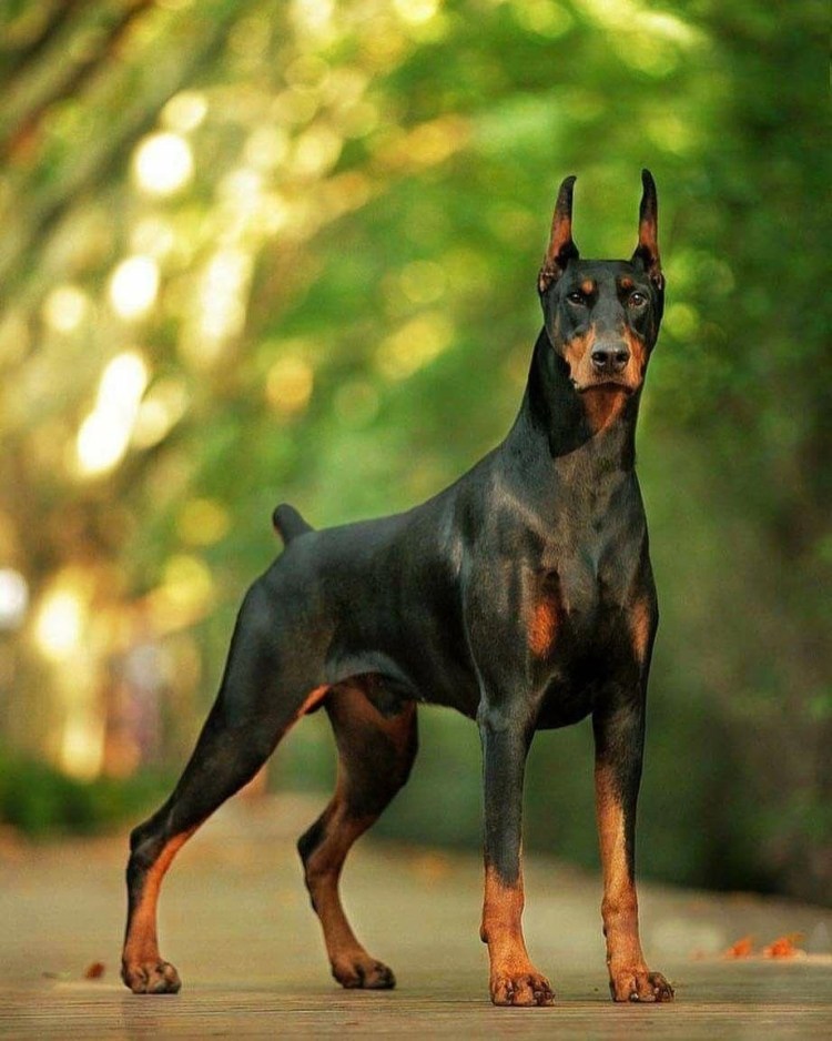 Порода Доберман-пинчер