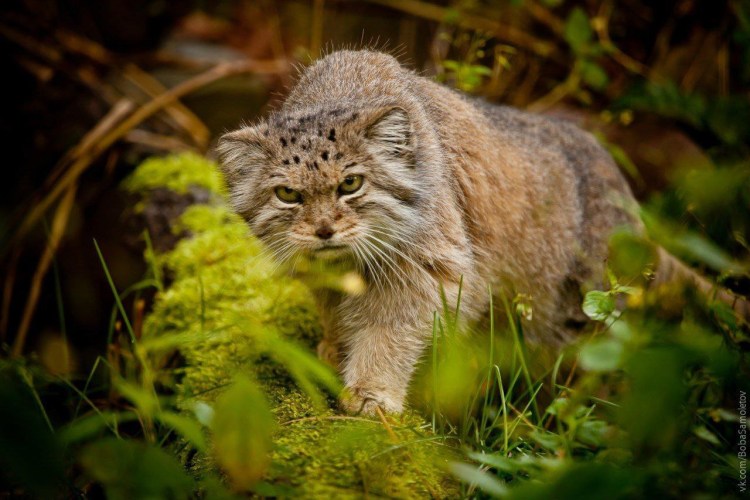 Дикий Лесной кот Манул