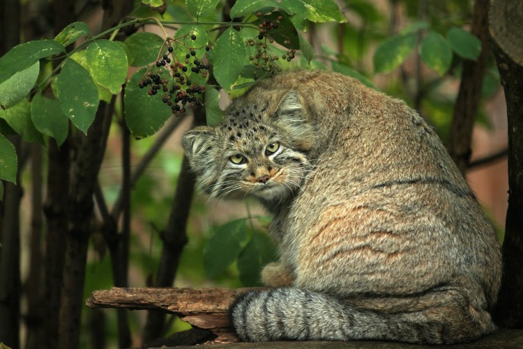 Дикий кот Черноморского побережья