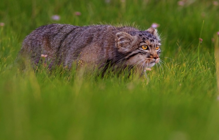 Кот Манул в дикой природе