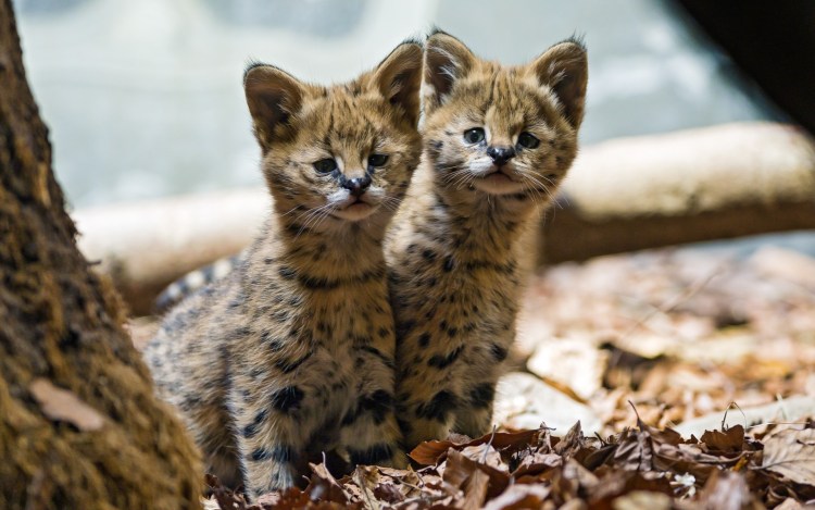 Сервал котенок