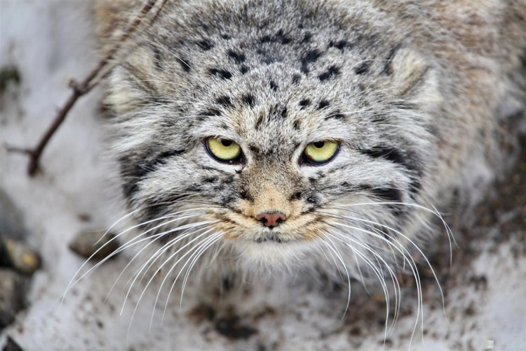 Дикий кот Манул в профиль