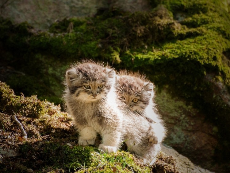 Дикий кот Манул котята