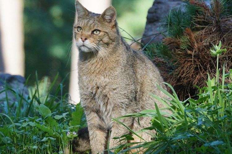 Кавказский Лесной кот Серна