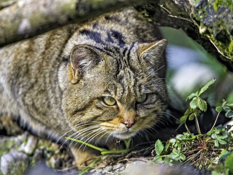 Лесная кошка (Felis Silvestris)