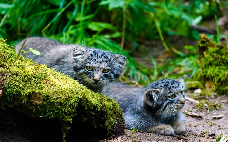 Европейский Лесной кот камышовый