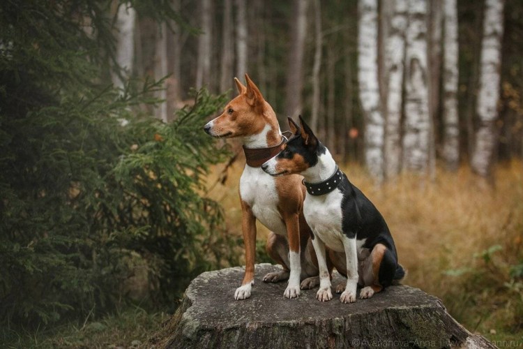 Басенджи собака