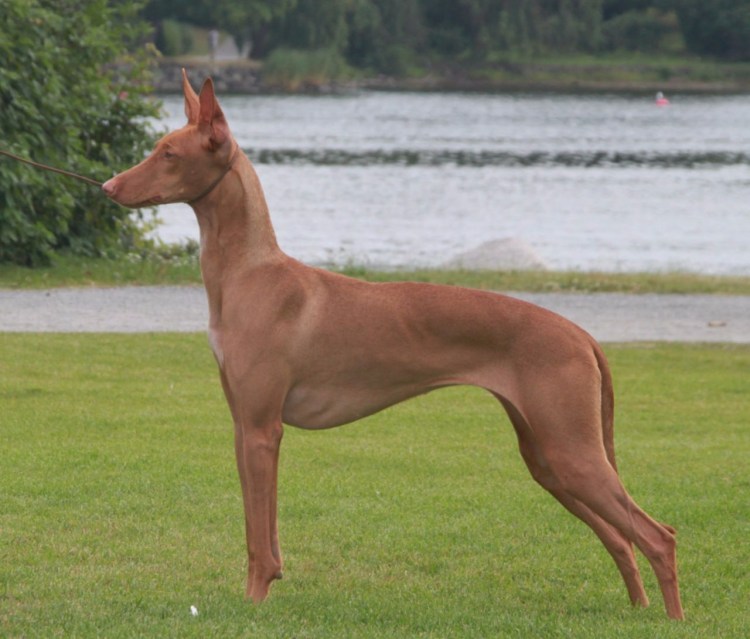 Порода собак Джек Рассел