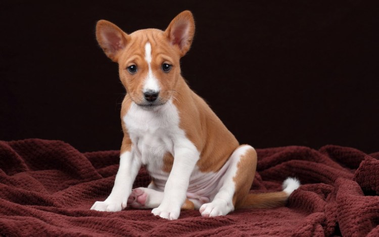 Африканская нелающая собака басенджи