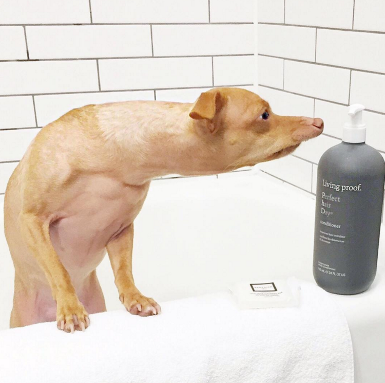 Американский хайрлесс терьер