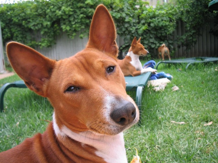 Африканская лайка басенджи