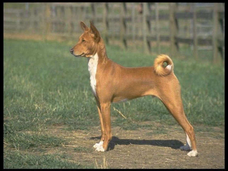 Домашняя фотосессия с собакой