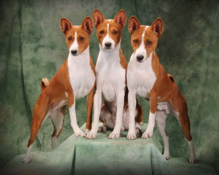 Порода басенджи