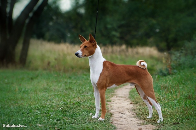 Басенджи и Джек Рассел