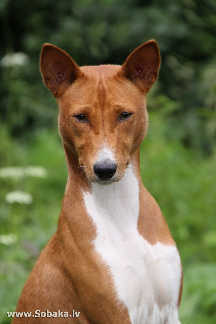 Порода собак басенджи басенджи