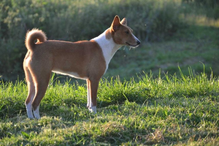 Басенджи собака