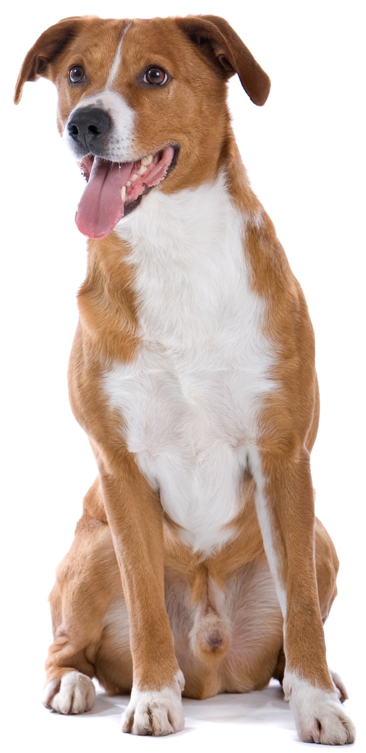 Американский стаффордширский терьер белый