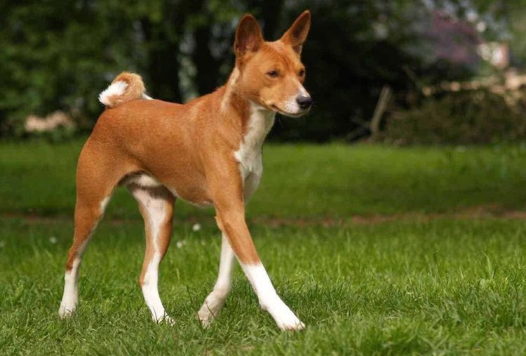 Африканский басенджи