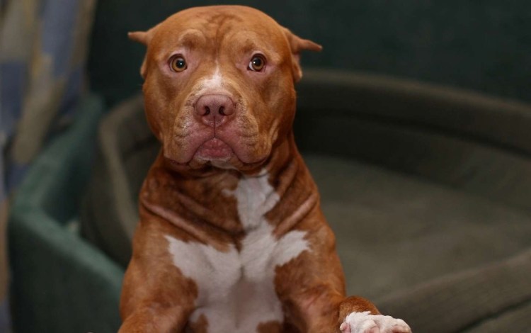 Большие короткошерстные собаки