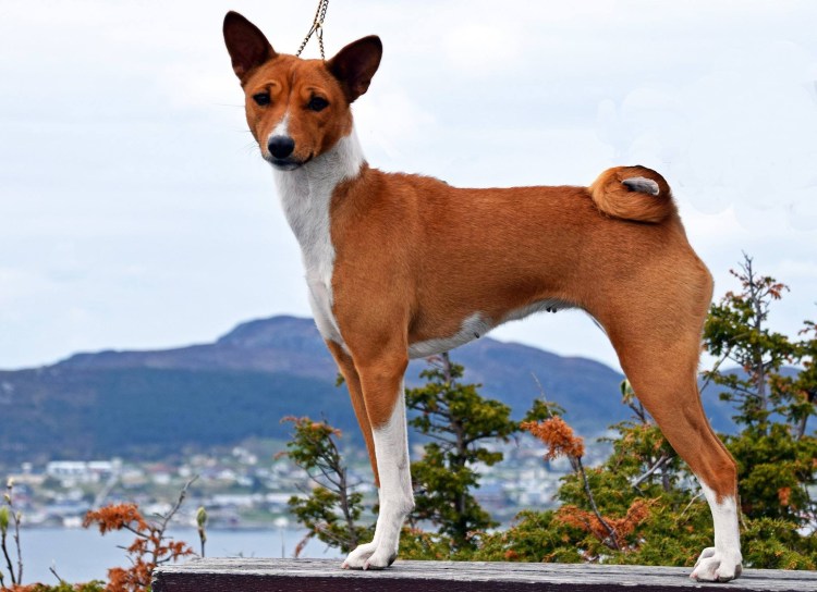 Басенджи терьер