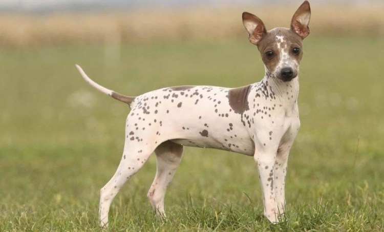 Пес на белом фоне