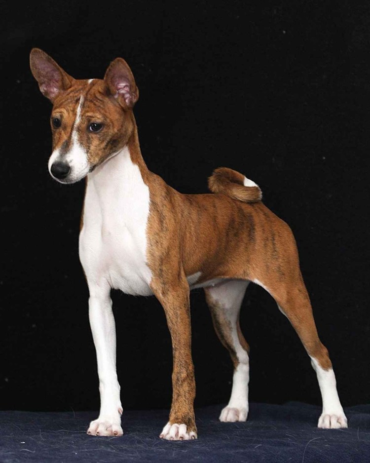 Порода собак басенджи