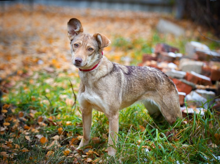 Пёс Квазимодо овчарка