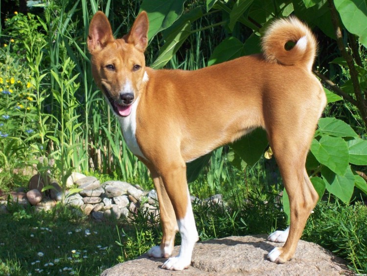 Каролинская Динго щенок