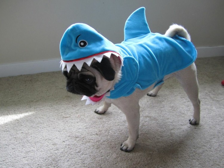 Бойцовский бультерьер