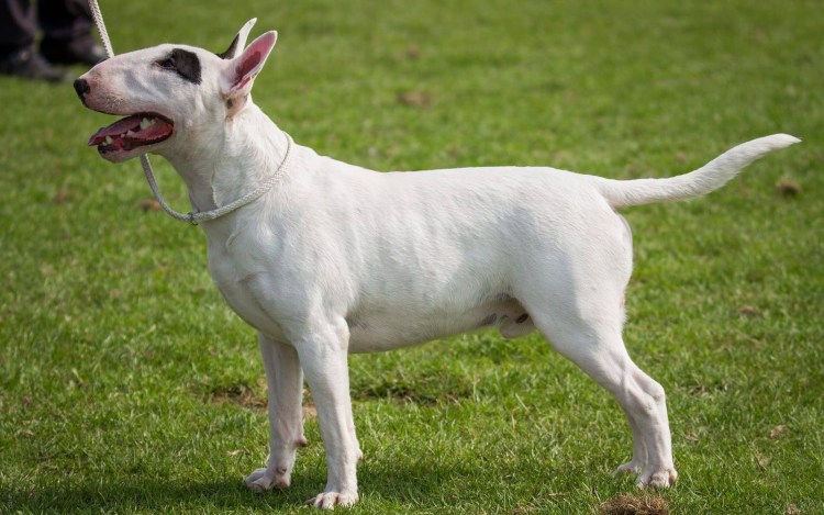 Бультерьер тигровый