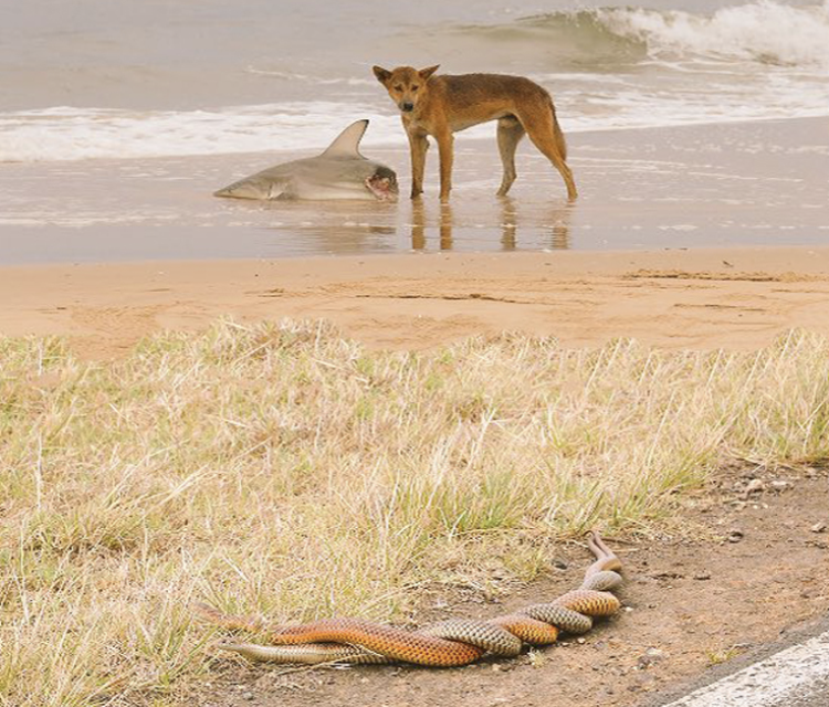 Порода бультерьер