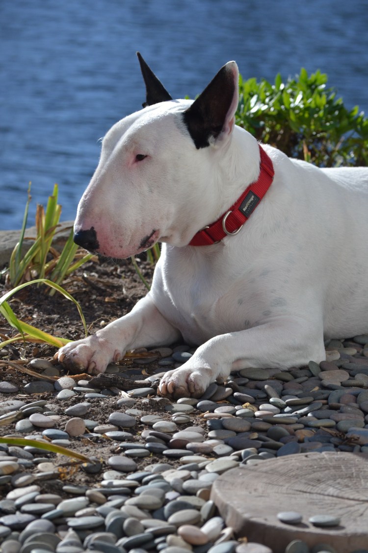Бультерьер чистокровный